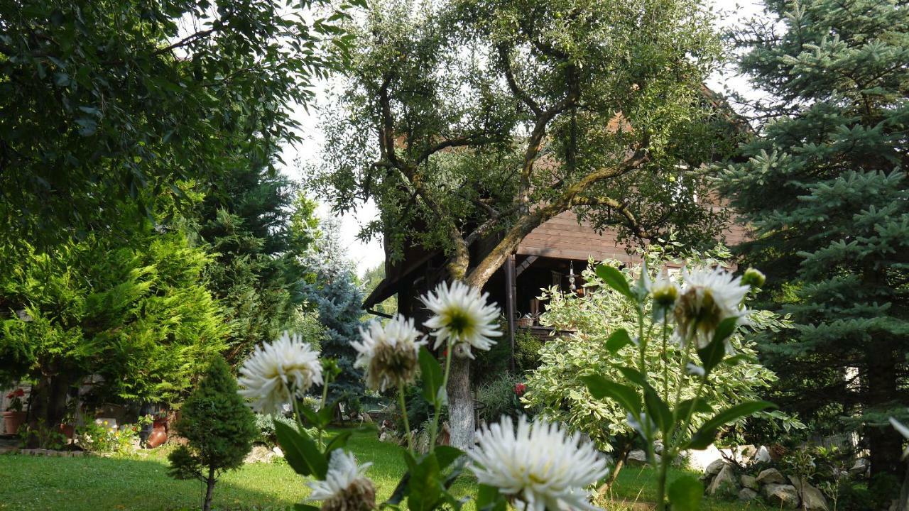 Cabana Rustic Guest House Borsa  Exterior photo